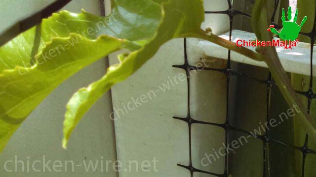 Chicken wire netting to protect passiflora