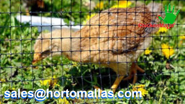 safe chicken protected with chicken wire