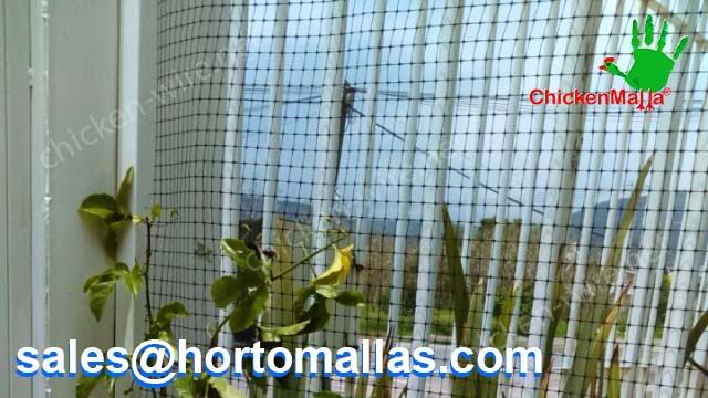 Using chicken wire at home fence on Passion flower
