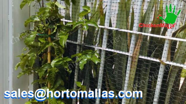 Passionflower at home production using chicken net for trellis