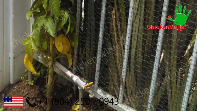 Protect your home trellis plants using chicken wire netting