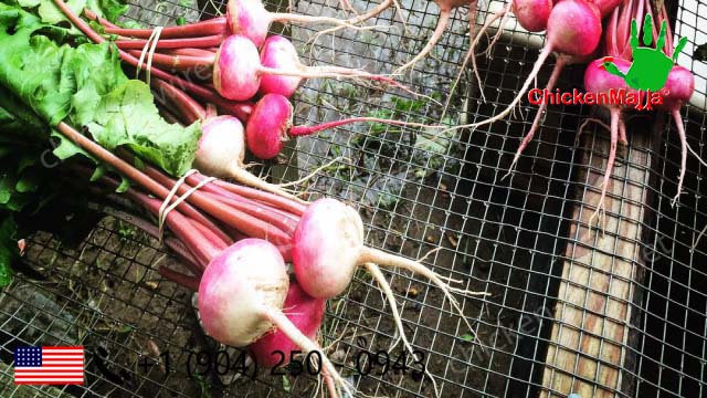 Radish drying over chicken wire table