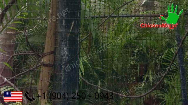 Use of chicken wire for exotic animal protection