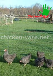 black hens in chicken house in garden with poultry net