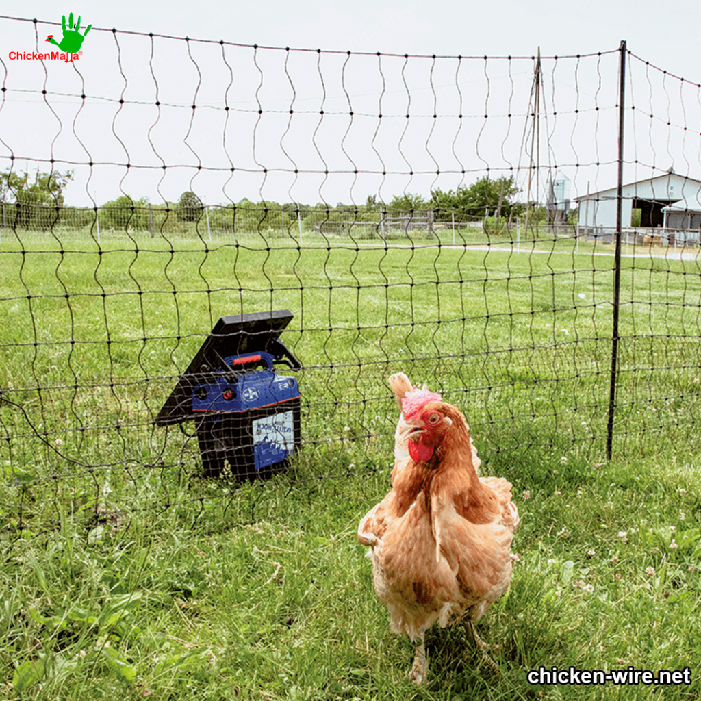 Plastic netting for chickenn cop